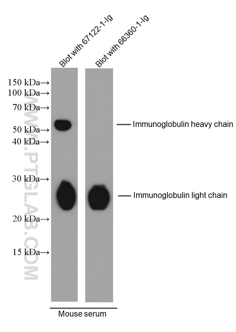 WB analysis using 67122-1-Ig