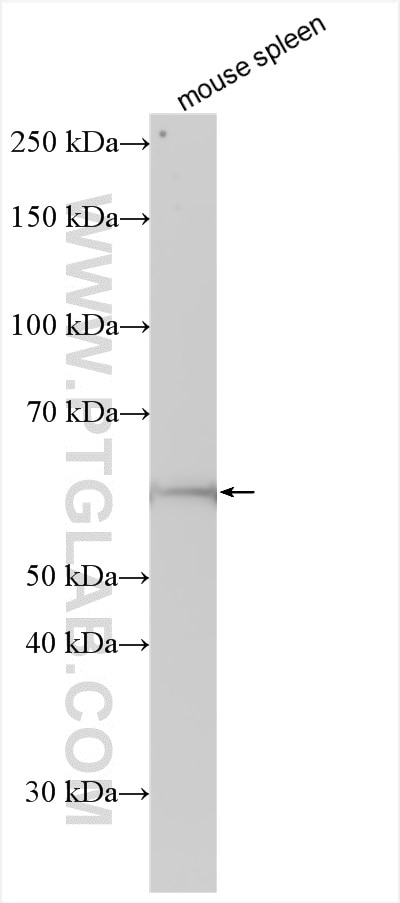 Western Blot (WB) analysis of various lysates using FCAMR Polyclonal antibody (31929-1-AP)