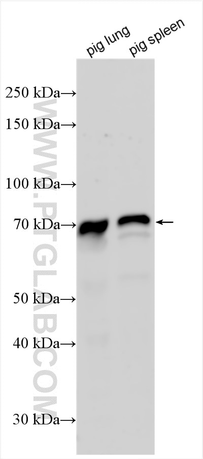 Western Blot (WB) analysis of various lysates using CD89 Polyclonal antibody (13245-1-AP)