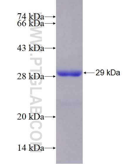 FCAR fusion protein Ag28625 SDS-PAGE