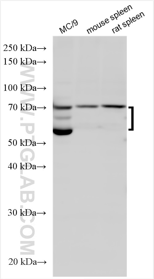 Western Blot (WB) analysis of various lysates using Fc Epsilon RI Alpha Polyclonal antibody (10980-1-AP)