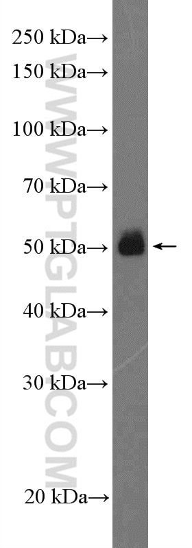 Western Blot (WB) analysis of RAW 264.7 cells using Fc Epsilon RI Alpha Polyclonal antibody (10980-1-AP)