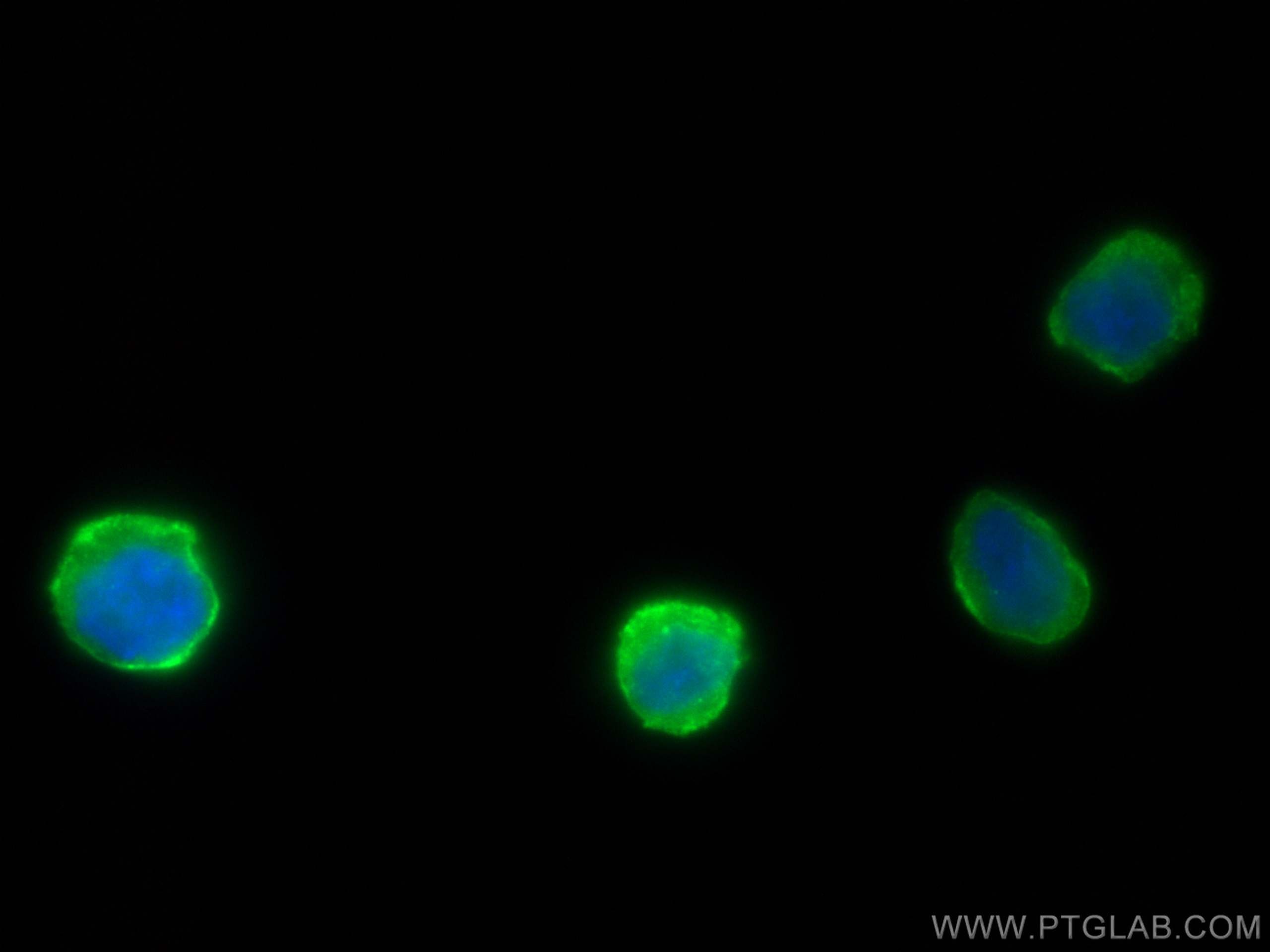 Immunofluorescence (IF) / fluorescent staining of THP-1 cells using FCER1G Polyclonal antibody (13566-1-AP)