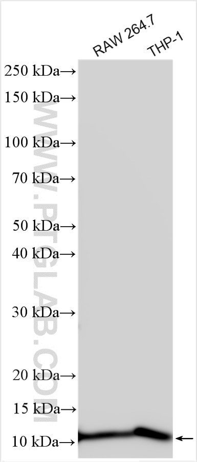 Western Blot (WB) analysis of various lysates using FCER1G Polyclonal antibody (13566-1-AP)