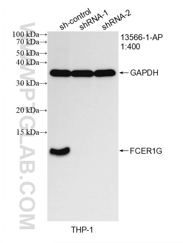 Western Blot (WB) analysis of THP-1 cells using FCER1G Polyclonal antibody (13566-1-AP)