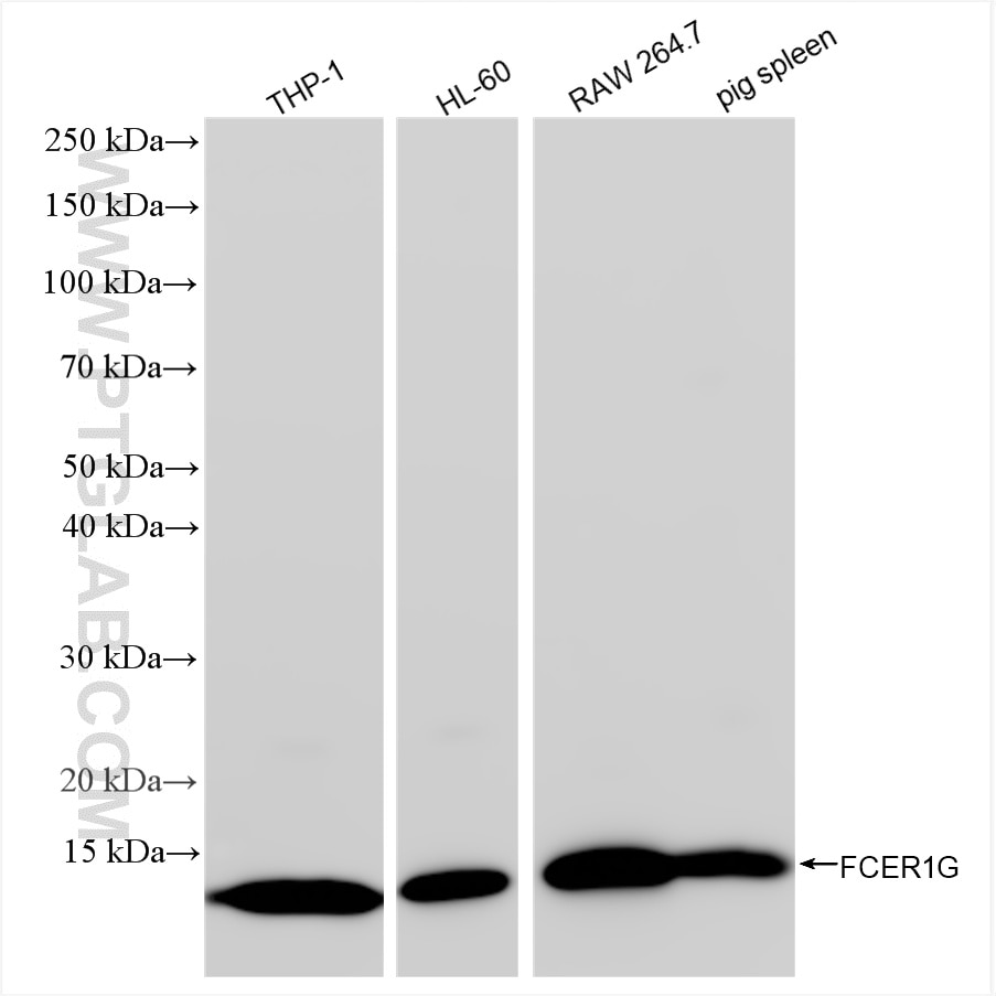 WB analysis using 85390-1-RR (same clone as 85390-1-PBS) Western Blot (WB) analysis of various lysates using FCER1G Recombinant monoclonal antibody (85390-1-RR)
