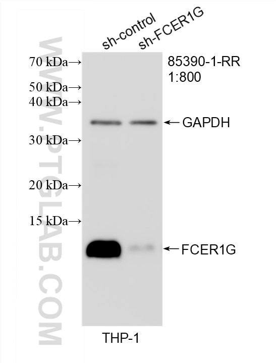 WB analysis of THP-1 using 85390-1-RR (same clone as 85390-1-PBS) Western Blot (WB) analysis of THP-1 cells using FCER1G Recombinant monoclonal antibody (85390-1-RR)