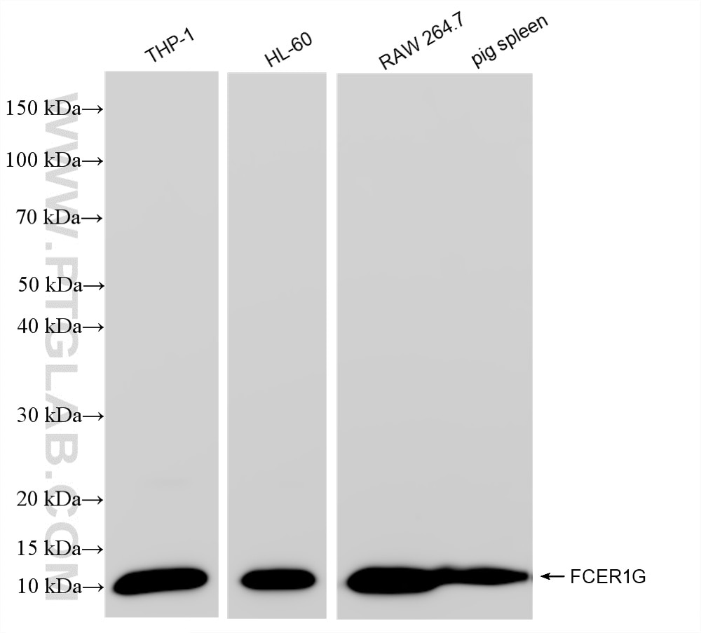 Western Blot (WB) analysis of various lysates using FCER1G Recombinant antibody (85390-2-RR)