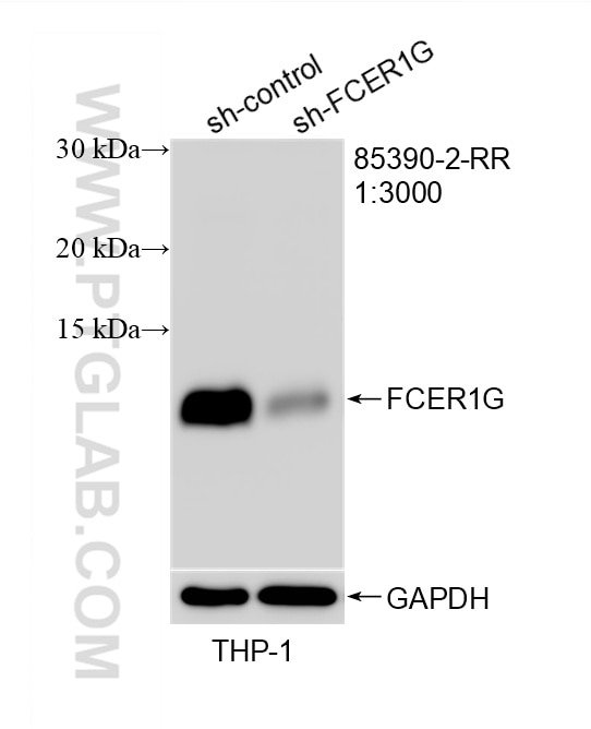 WB analysis of THP-1 using 85390-2-RR Western Blot (WB) analysis of THP-1 cells using FCER1G Recombinant monoclonal antibody (85390-2-RR)