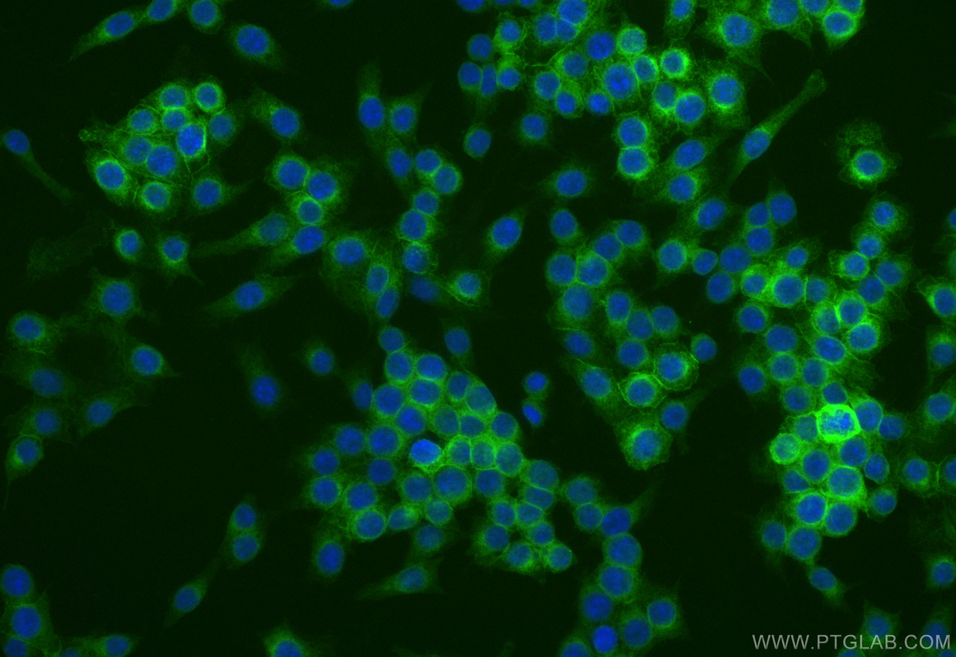 Immunofluorescence (IF) / fluorescent staining of RAW 264.7 cells using CoraLite® Plus 488-conjugated FCER1G Recombinant a (CL488-85390)