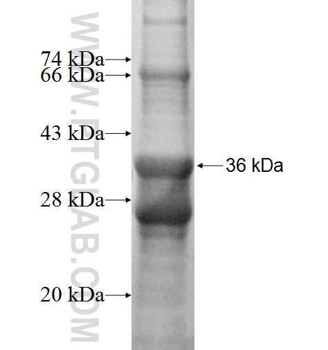 FCER1G fusion protein Ag4442 SDS-PAGE