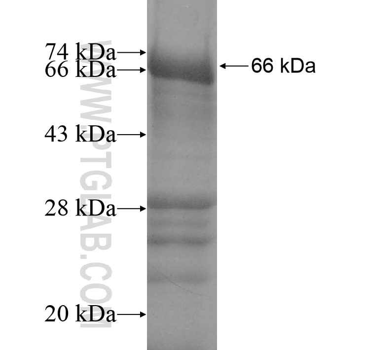 FCER2,CD23 fusion protein Ag13348 SDS-PAGE