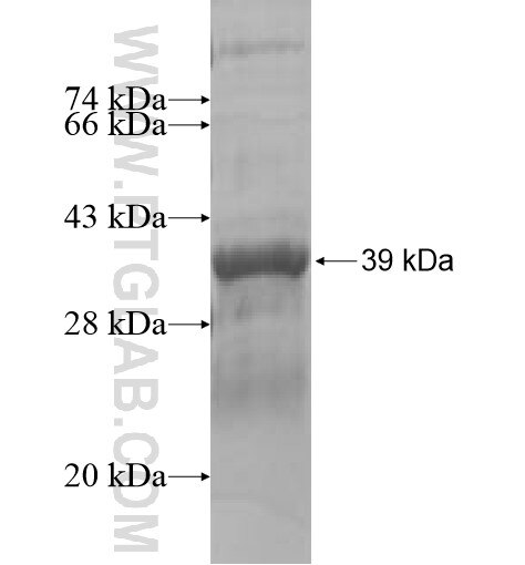 FCF1 fusion protein Ag10333 SDS-PAGE
