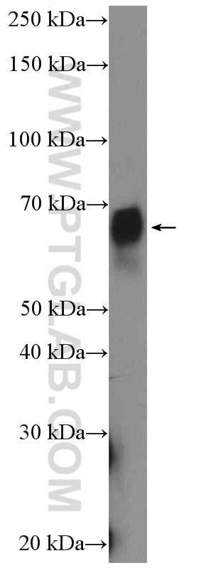 WB analysis of U-937 using 27563-1-AP