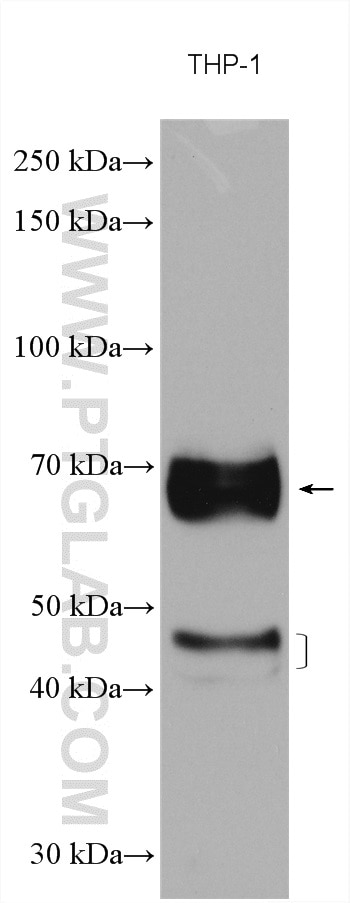 Western Blot (WB) analysis of various lysates using CD64 Polyclonal antibody (27563-1-AP)