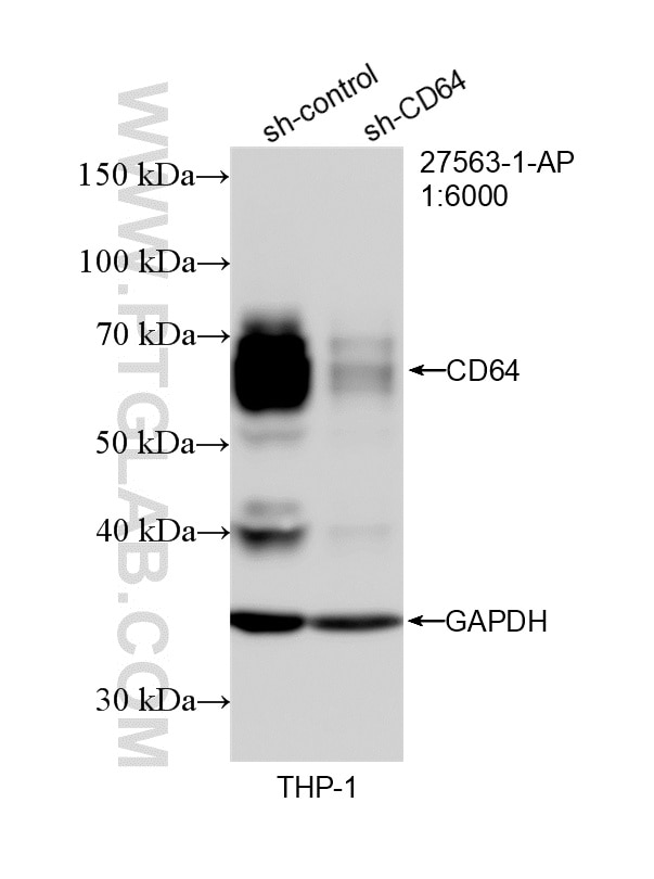 Western Blot (WB) analysis of THP-1 cells using CD64 Polyclonal antibody (27563-1-AP)