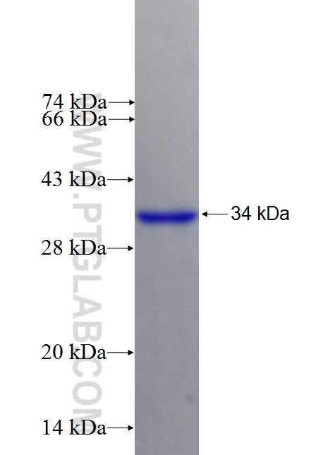 FCGR1A fusion protein Ag26727 SDS-PAGE