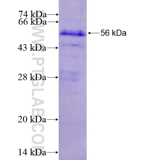 FCGR1A fusion protein Ag11388 SDS-PAGE
