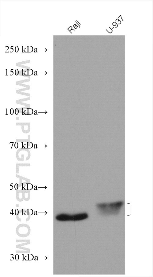 Western Blot (WB) analysis of various lysates using FCGR2A / CD32a Polyclonal antibody (27138-1-AP)