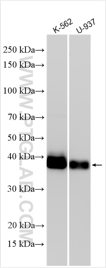 Western Blot (WB) analysis of various lysates using FCGR2A / CD32a Polyclonal antibody (15625-1-AP)