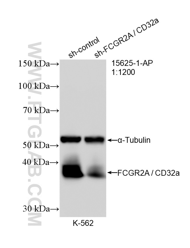 Western Blot (WB) analysis of K-562 cells using FCGR2A / CD32a Polyclonal antibody (15625-1-AP)