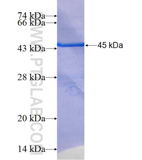 FCGR2A fusion protein Ag25878 SDS-PAGE