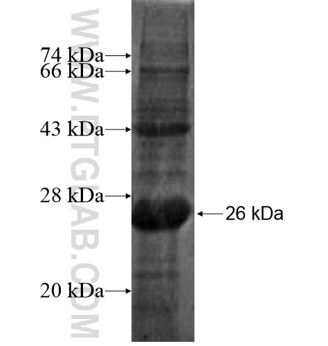 FCGR2A fusion protein Ag14640 SDS-PAGE