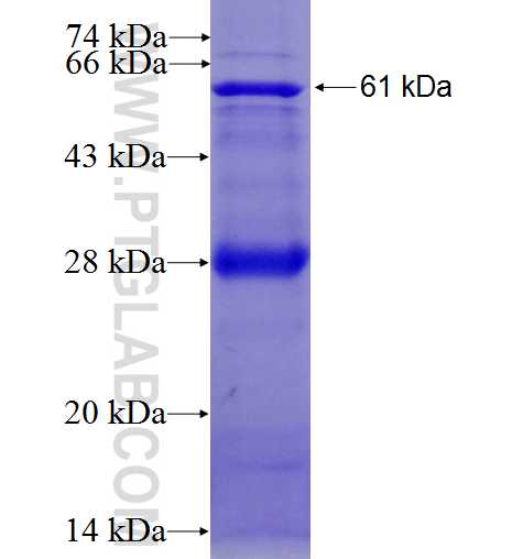 FCGR2A fusion protein Ag2508 SDS-PAGE
