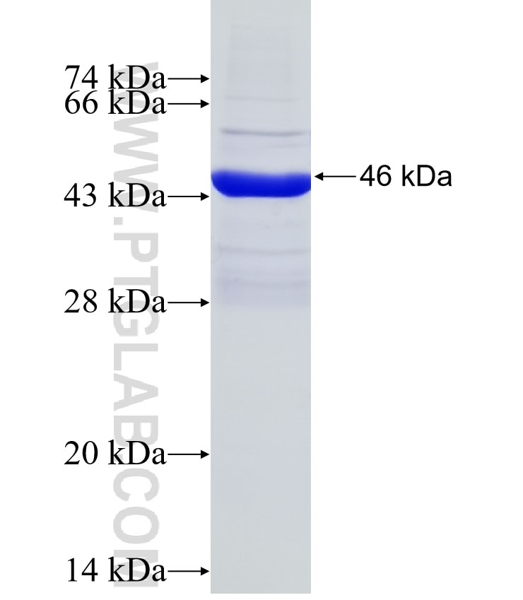FCGR2A fusion protein Ag3828 SDS-PAGE