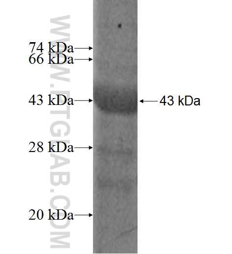 FCGR2A fusion protein Ag8072 SDS-PAGE