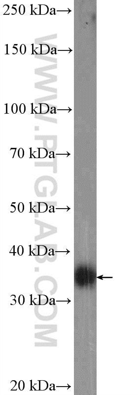 Western Blot (WB) analysis of Raji cells using FCGR2B / CD32b Polyclonal antibody (21541-1-AP)