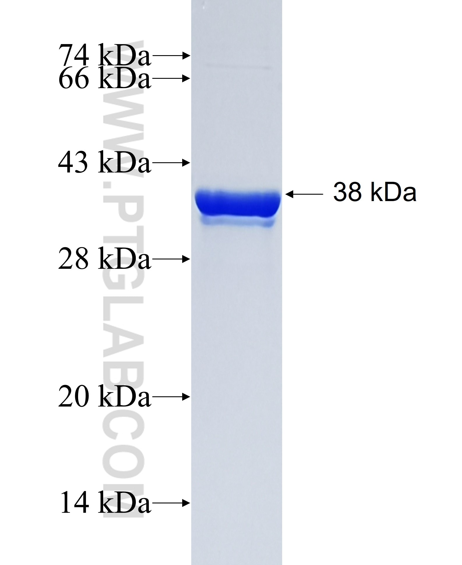 FCGR2B fusion protein Ag16189 SDS-PAGE