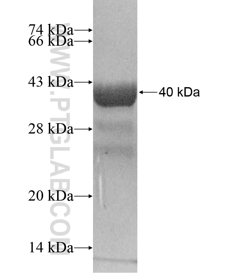 FCGR2C fusion protein Ag18123 SDS-PAGE