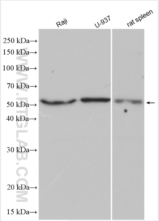 Western Blot (WB) analysis of various lysates using FCGR3B/CD16b Polyclonal antibody (30201-1-AP)