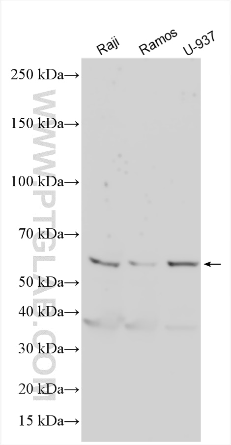 Western Blot (WB) analysis of various lysates using FCGR3B/CD16b Polyclonal antibody (30201-1-AP)
