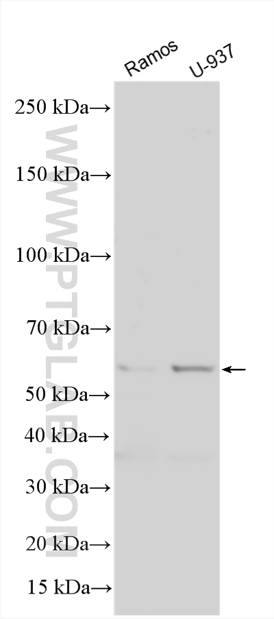 WB analysis using 30201-1-AP Western Blot (WB) analysis of various lysates using FCGR3B/CD16b Polyclonal antibody (30201-1-AP)