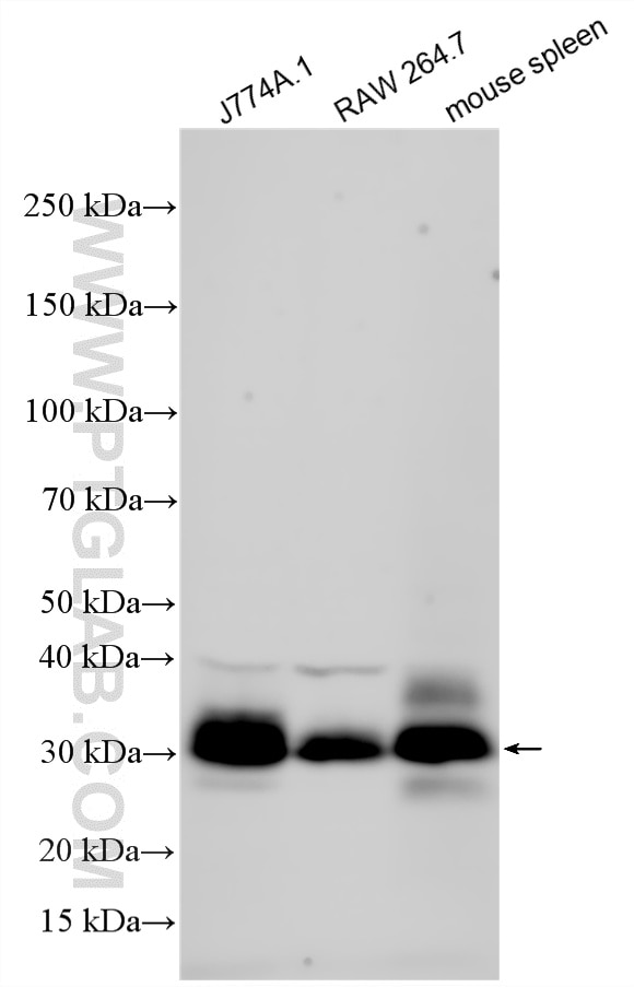 Various lysates were subjected to SDS PAGE followed by western blot with 33531-1-AP (FCGR4/CD16-2 antibody) at dilution of 1:2000 incubated at room temperature for 1.5 hours. Western Blot (WB) analysis of various lysates using FCGR4 Polyclonal antibody (33531-1-AP)