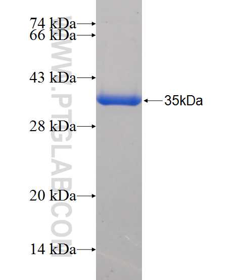 FCGRT fusion protein Ag25064 SDS-PAGE