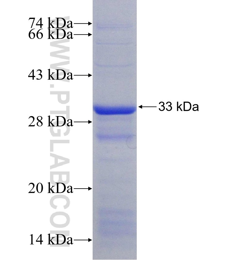 FCGRT fusion protein Ag31173 SDS-PAGE