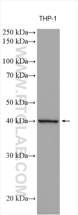 Western Blot (WB) analysis of various lysates using FcRn-Specific Polyclonal antibody (16190-1-AP)