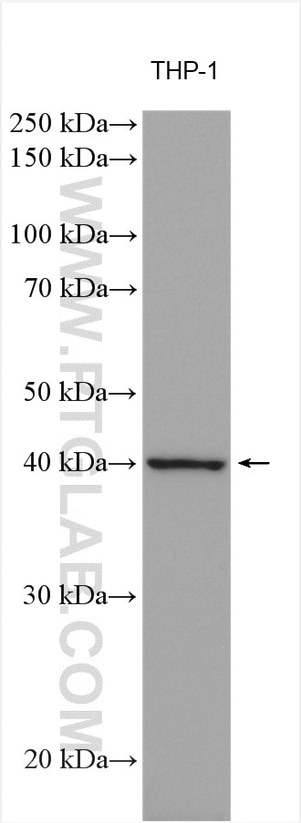 WB analysis using 16190-1-AP