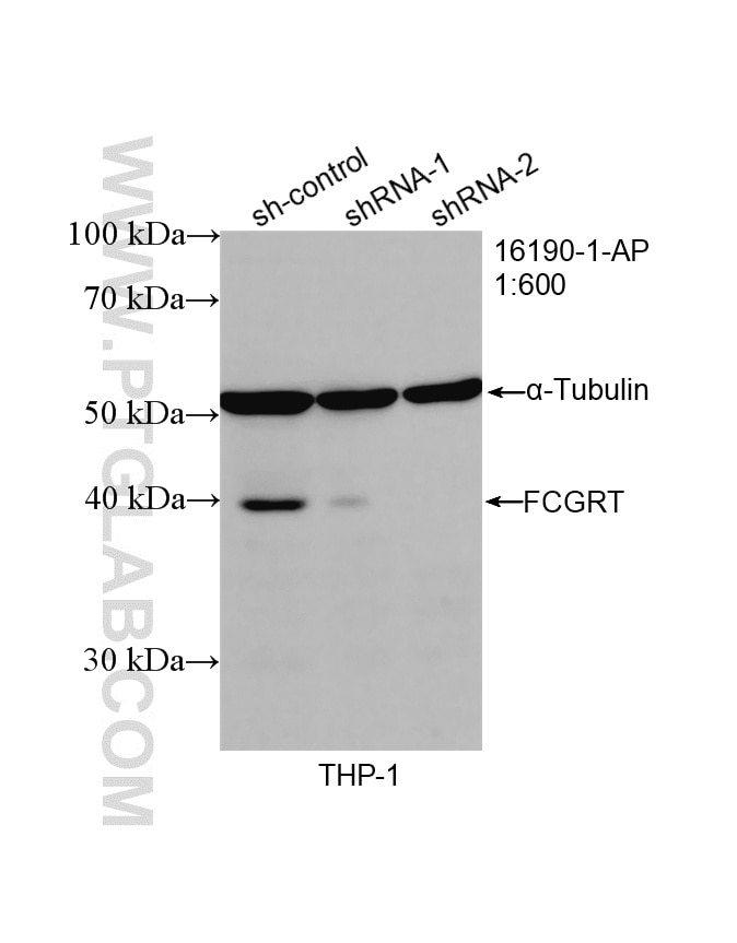 WB analysis of THP-1 using 16190-1-AP Western Blot (WB) analysis of THP-1 cells using FcRn-Specific Polyclonal antibody (16190-1-AP)