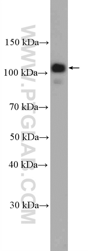 Western Blot (WB) analysis of Raji cells using FCHO1 Polyclonal antibody (26767-1-AP)