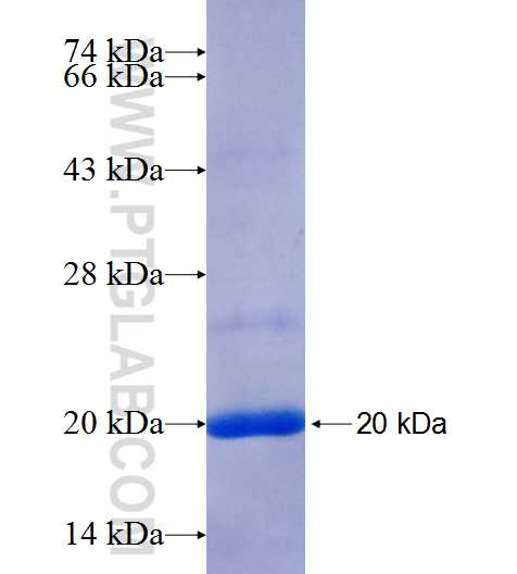 FCHO1 fusion protein Ag25299 SDS-PAGE