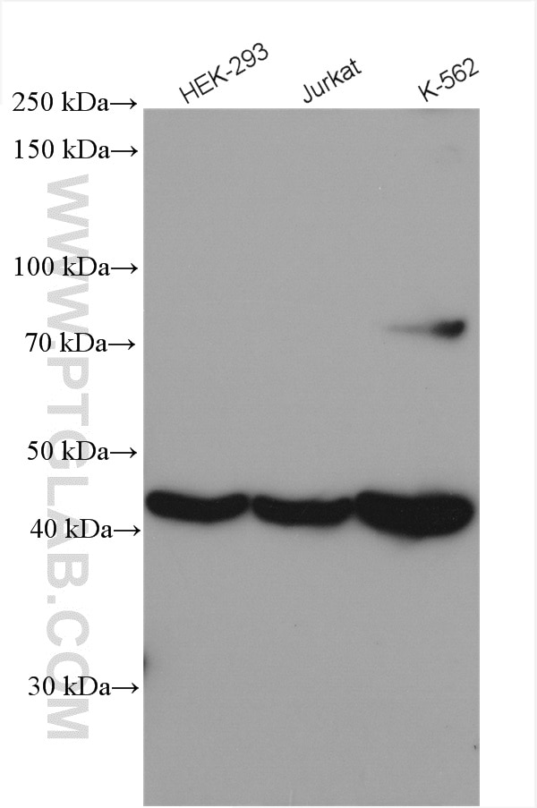 Western Blot (WB) analysis of various lysates using FCHSD1 Polyclonal antibody (23362-1-AP)