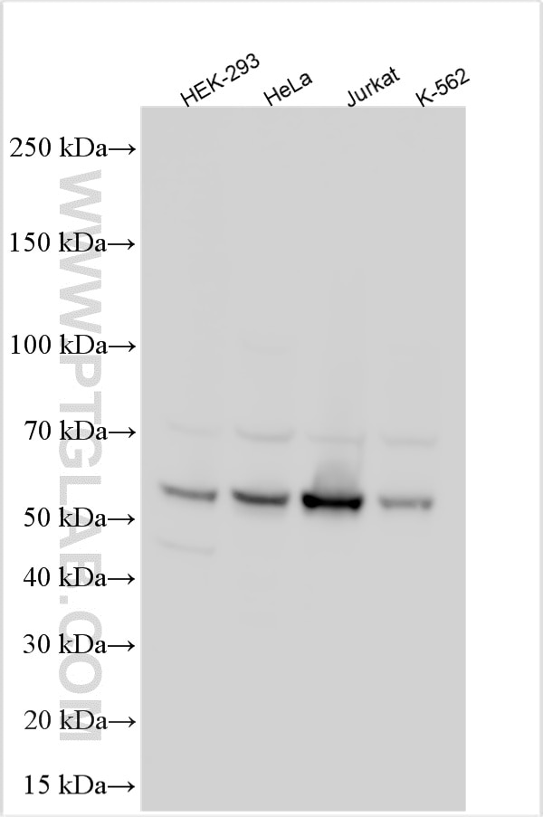 Western Blot (WB) analysis of various lysates using FCHSD1 Polyclonal antibody (23362-1-AP)