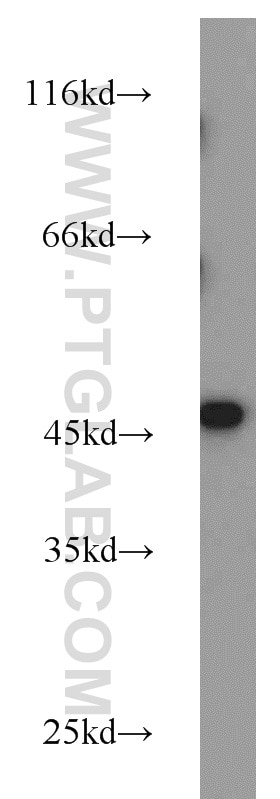 Western Blot (WB) analysis of HEK-293 cells using FCHSD1 Polyclonal antibody (23362-1-AP)