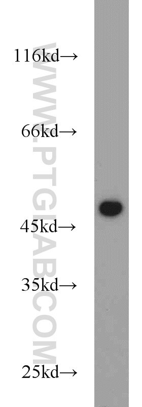 Western Blot (WB) analysis of K-562 cells using FCHSD1 Polyclonal antibody (23362-1-AP)