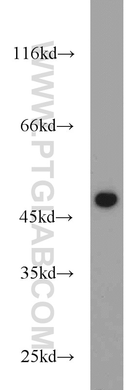 Western Blot (WB) analysis of K-562 cells using FCHSD1 Polyclonal antibody (23362-1-AP)