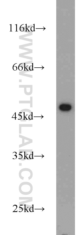 Western Blot (WB) analysis of Jurkat cells using FCHSD1 Polyclonal antibody (23362-1-AP)